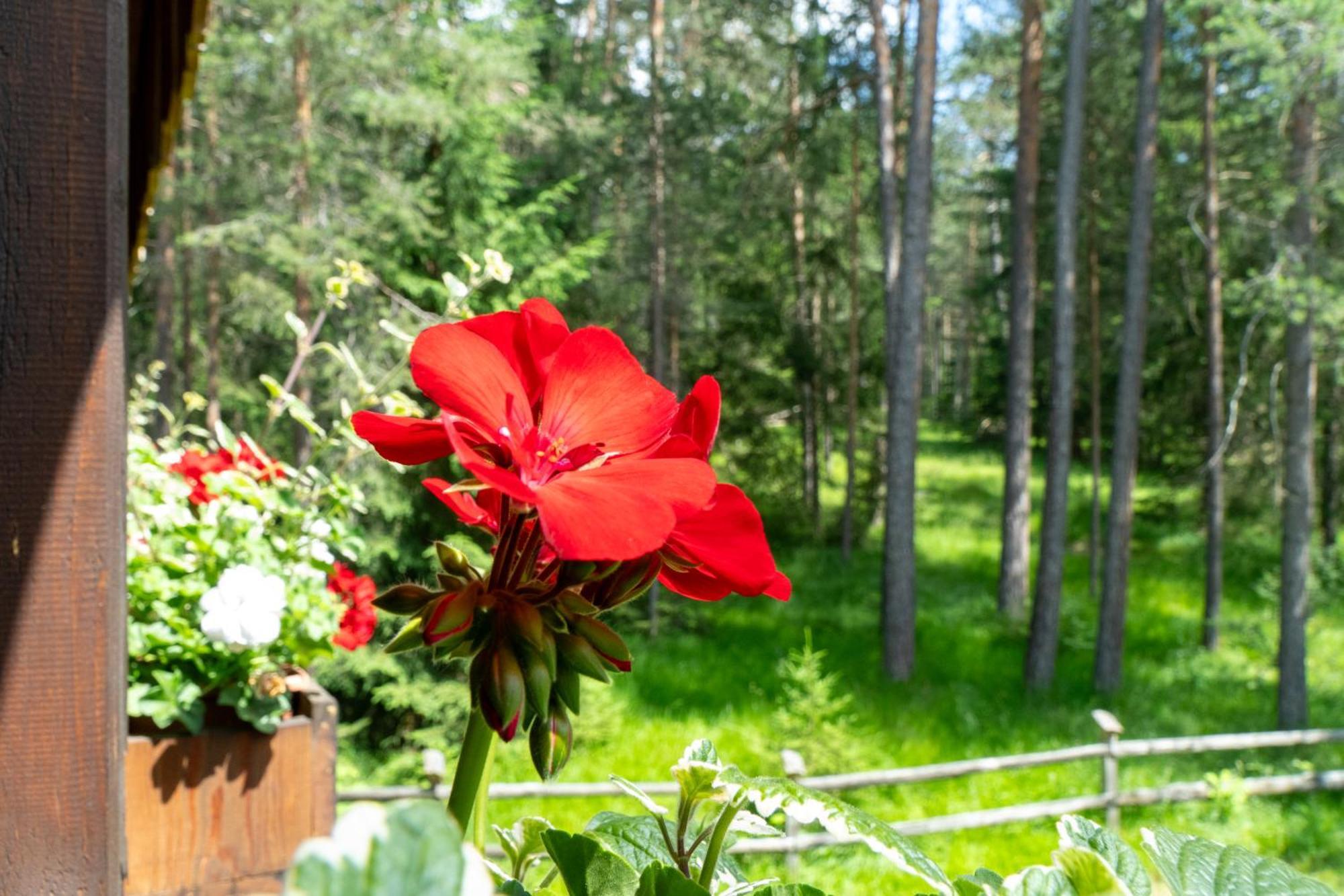 B&B Villa La Bercia San Vigilio Di Marebbe Eksteriør bilde